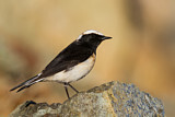 Image. Cyprus Wheatear