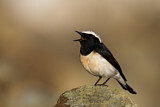 Image. Cyprus Wheatear