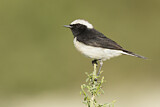 Image. Cyprus Wheatear