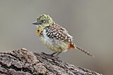 Image. D'Arnaud's Barbet