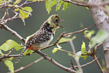 Image. D'Arnaud's Barbet
