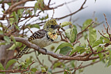Image. D'Arnaud's Barbet