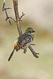 Image. D'Arnaud's Barbet