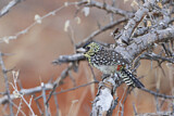 Image. D'Arnaud's Barbet