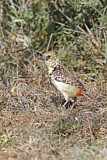 Image. D'Arnaud's Barbet
