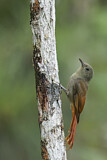 Image. Dünnschnabel-Baumsteiger