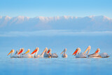 Image. Dalmatian Pelican & Great White Pelican
