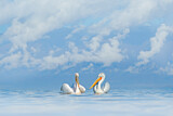 Image. Dalmatian Pelican & Great White Pelican