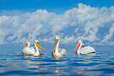 Image. Dalmatian Pelican & Great White Pelican