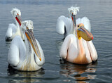 Image. Dalmatian Pelican & Great White Pelican