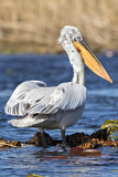 Image. Dalmatian Pelican