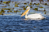 Image. Dalmatian Pelican