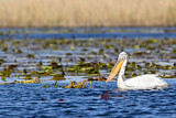 Image. Dalmatian Pelican