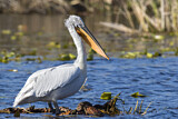 Image. Dalmatian Pelican
