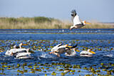 Image. Dalmatian Pelican
