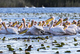 Image. Dalmatian Pelican