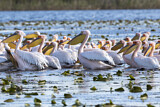 Image. Dalmatian Pelican