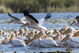 Image. Dalmatian Pelican