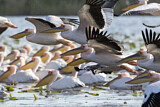 Image. Dalmatian Pelican