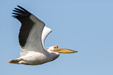 Image. Dalmatian Pelican