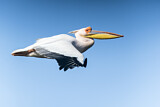 Image. Dalmatian Pelican