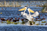 Image. Dalmatian Pelican