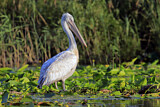 Image. Dalmatian Pelican