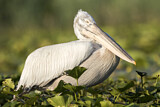 Image. Dalmatian Pelican
