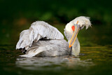Image. Dalmatian Pelican