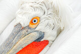 Image. Dalmatian Pelican