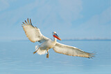 Image. Dalmatian Pelican