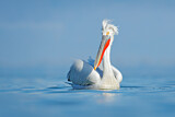 Image. Dalmatian Pelican