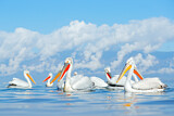 Image. Dalmatian Pelican