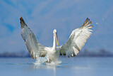Image. Dalmatian Pelican