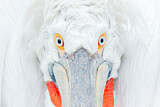 Image. Dalmatian Pelican