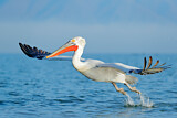 Image. Dalmatian Pelican