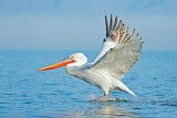 Image. Dalmatian Pelican