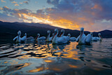 Image. Dalmatian Pelican