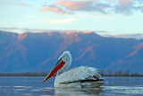 Image. Dalmatian Pelican