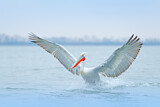 Image. Dalmatian Pelican