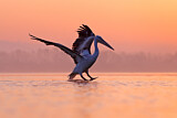 Image. Dalmatian Pelican