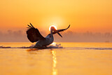 Image. Dalmatian Pelican