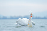 Image. Dalmatian Pelican