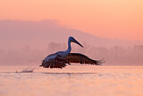 Image. Dalmatian Pelican