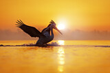 Image. Dalmatian Pelican