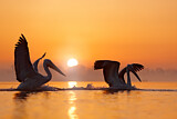 Image. Dalmatian Pelican