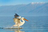 Image. Dalmatian Pelican