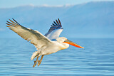 Image. Dalmatian Pelican