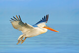 Image. Dalmatian Pelican