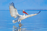 Image. Dalmatian Pelican